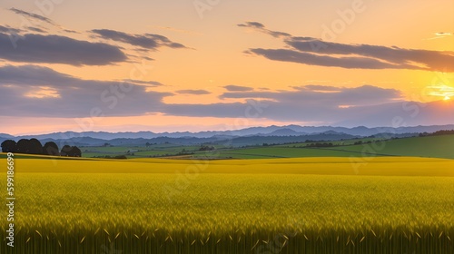 A vast barley field in spring, the golden sunset illuminating the field