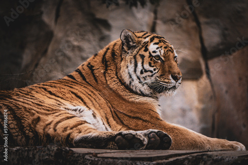 tiger in the zoo