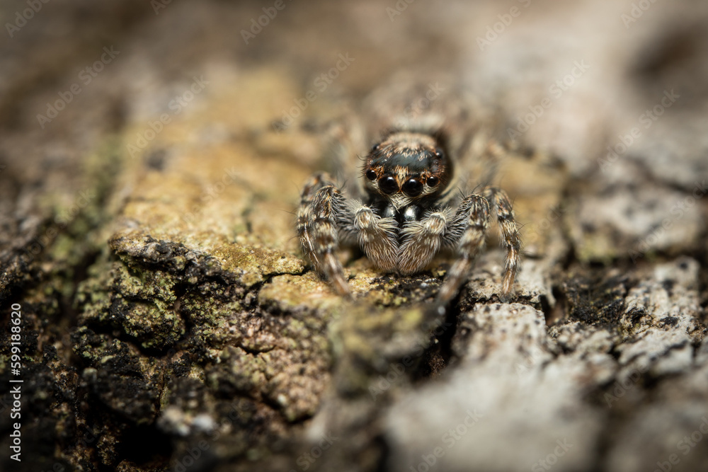 Jumping Spider on a Tree Jumping Spider on a Tree