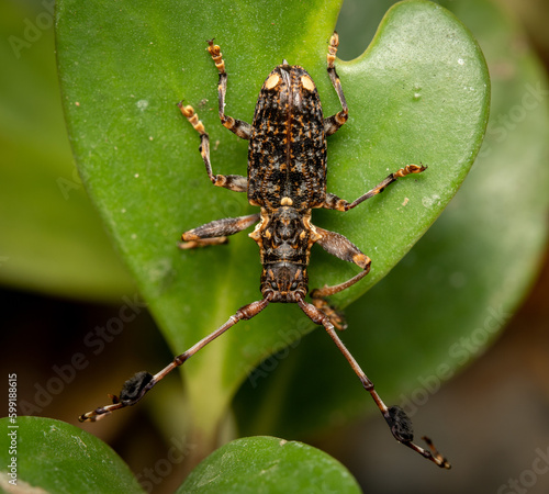 Flat Faced Longhorn Beetle photo