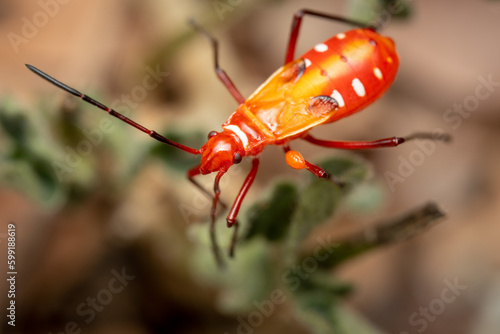 Indian Cotton Stainer photo