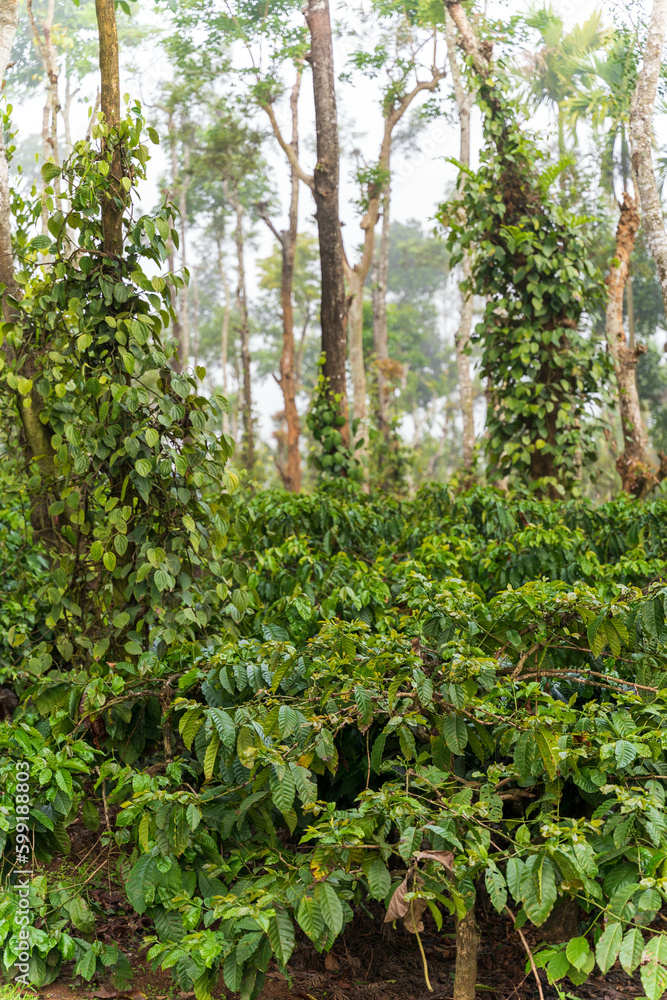 Fototapeta premium Fresh green leaves pepper (Piper Nigrum) growing on the tree tea plantation in India