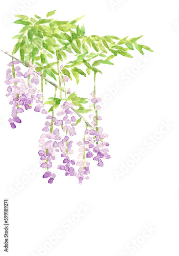 水彩で描いた藤の花のイラスト 白バック 透過背景