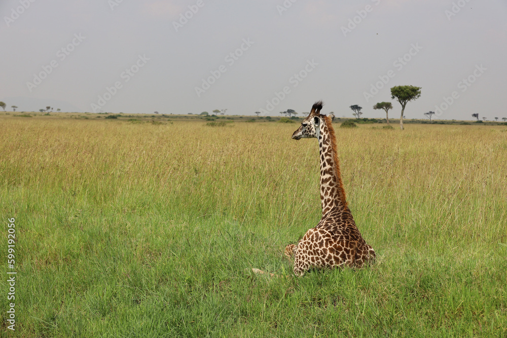 Fototapeta premium giraffe in the savannah