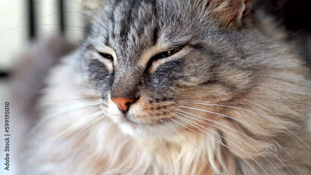 Home life of pets. Cat's daytime sleep, health, well-being Home life of pets. Cat's daytime sleep, health, well-being