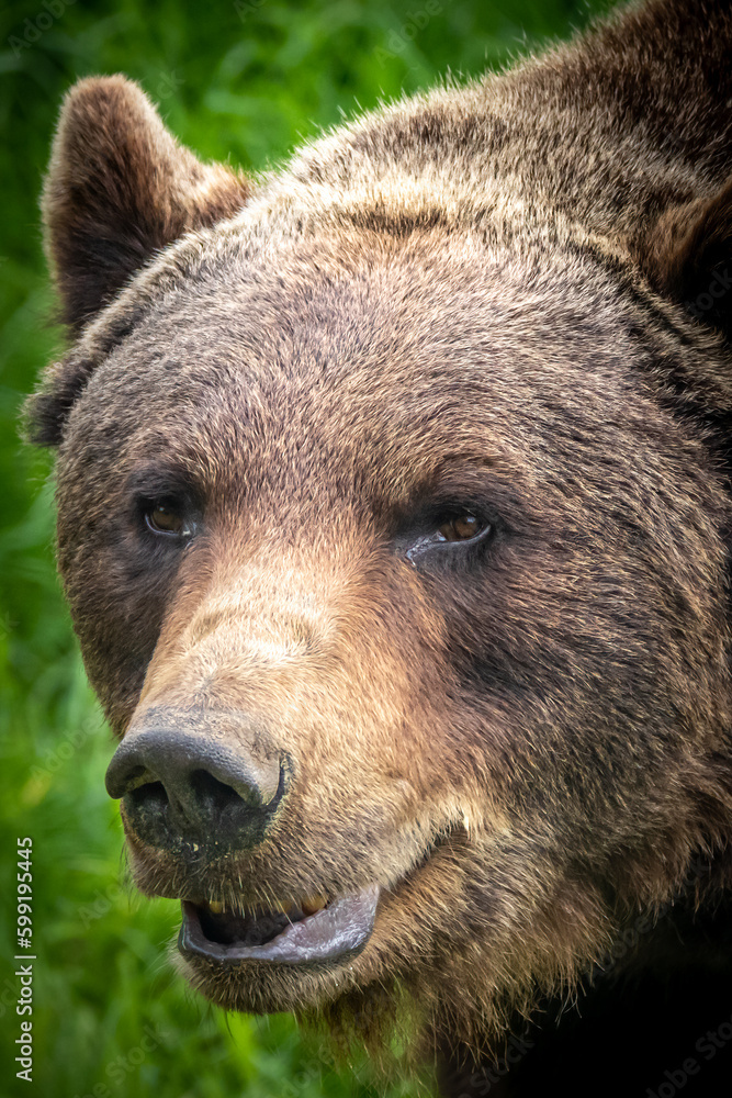 close-up portrait of a brown bear in the forest