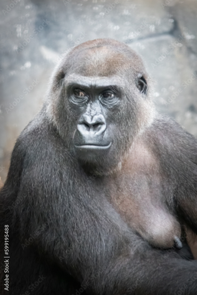 vertical portrait of a female gorilla vertical portrait of a female gorilla