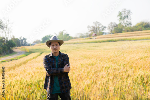 Asian man inspecting wheat on barley field background, happy agronomist farmer paying attention to his crops for a bountiful harvest © ArLawKa