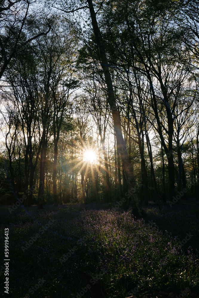 Bluebell woods at Golden Hour