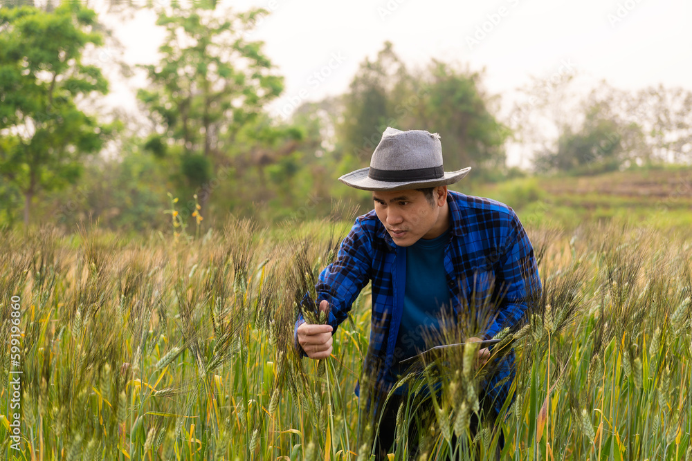 Asian male farmer holding smartphone while harvesting wheat Happy Caucasian cowboy farming under sky communication concept