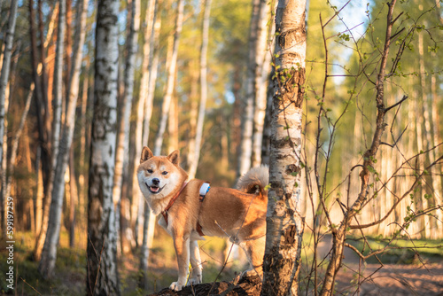 Red 1 year old shiba inu dog is standing on the fallen tree in the forest on sunny spring day