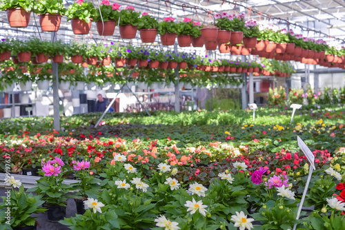 Flowers in pots in a greenhouse. Beautiful blooming green house. Greenhouse for growing seedlings of plants. Flowering plants in a flower nursery. Plants.