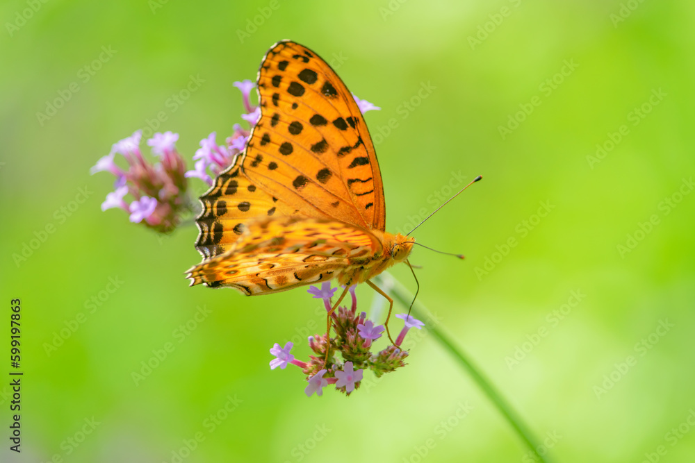 Obraz premium 柳花笠の花にとまるツマグロヒョウモン