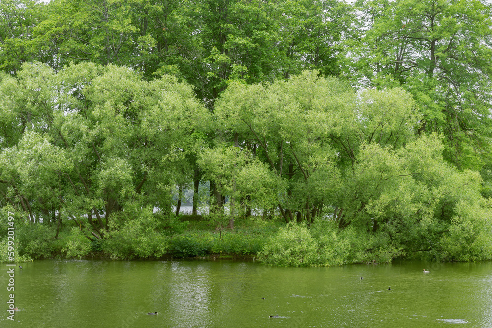 Lake and small island at sunny day. Lake and small island at sunny day.