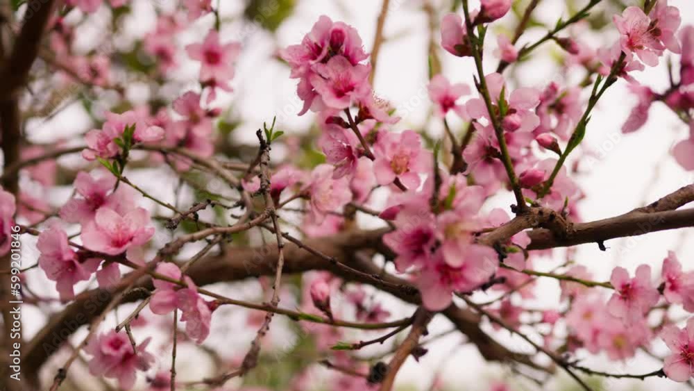 Pink Peach tree flower blossom in the countryside during Spring season Pink Peach tree flower blossom in the countryside during Spring season
