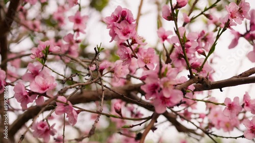 Wallpaper Mural Pink Peach tree flower blossom in the countryside during Spring season Torontodigital.ca