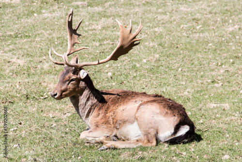 Damhirsch im braunen Winterfell. Liegend auf einer Waldwiese.
