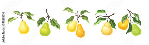 Ripe Pear Fruit Branch with Green Leaf on Stem Vector Set