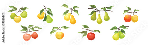 Ripe Apple and Pear Fruit Branch with Green Leaf on Stem Vector Set