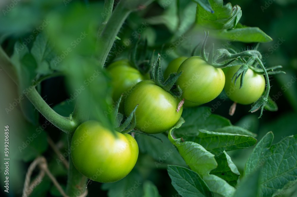 Green tomatoes plant in the garden, spring is started, fruit full of vitamins and health is growing Green tomatoes plant in the garden, spring is started, fruit full of vitamins and health is growing