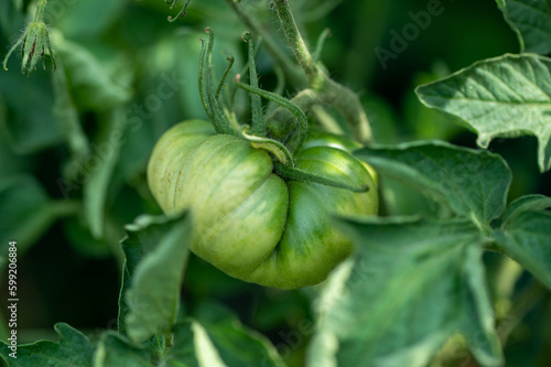 Green tomatoes plant in the garden, spring is started, fruit full of vitamins and health is growing