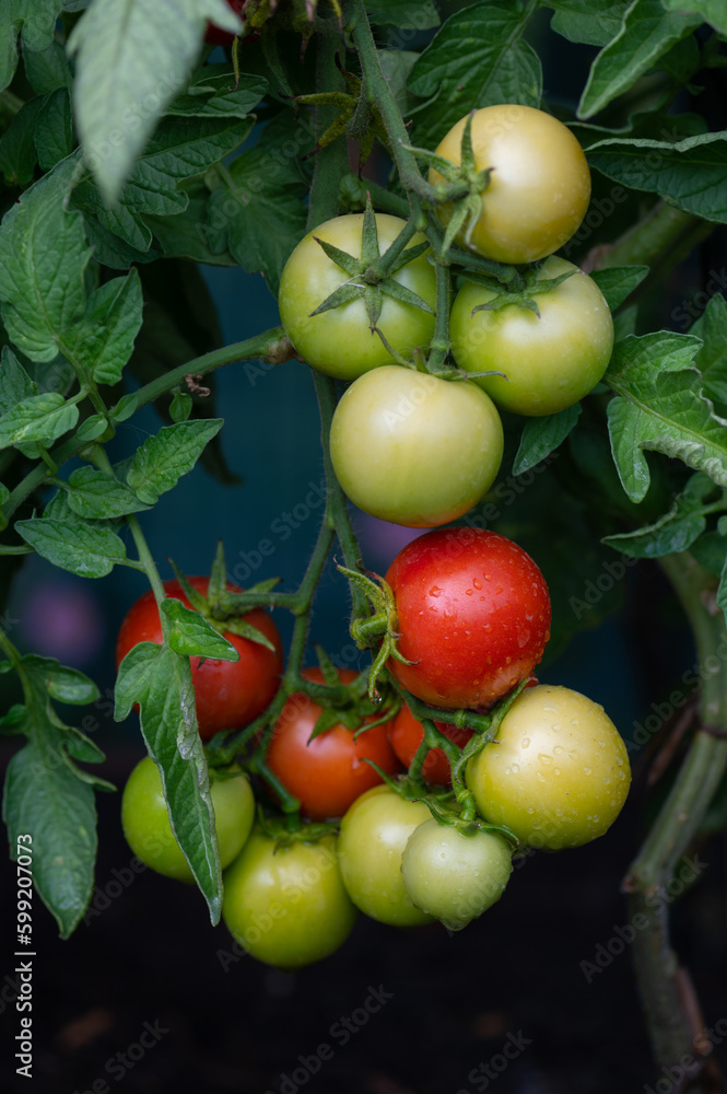Immature green and red tomatoes plant. Healthy life style, fruit with vitamins.