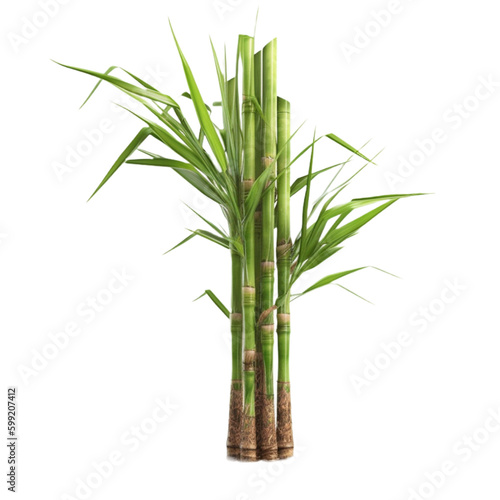 bamboo isolated on isolated on transparent background. PNG 