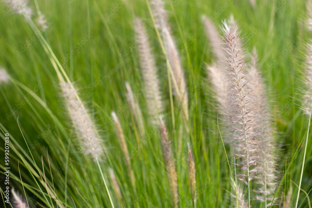 Fountain grass or pennisetum alopecuroides Fountain grass or pennisetum alopecuroides