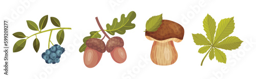 Forest Botany Element with Berry Twig, Acorn and Mushroom Vector Set