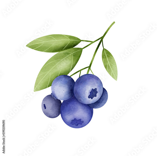 Blueberry sprig isolated on white background. Digital watercolor