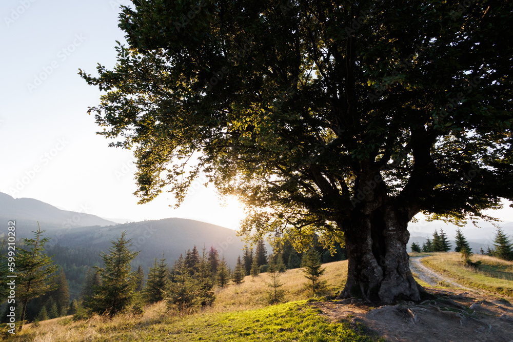 A charming picturesque view of the mountains. A beautiful view of a lonely tree on a hill. Kryvopil Pass, Carpathian Mountains A charming picturesque view of the mountains. A beautiful view of a lonely tree on a hill. Kryvopil Pass, Carpathian Mountains