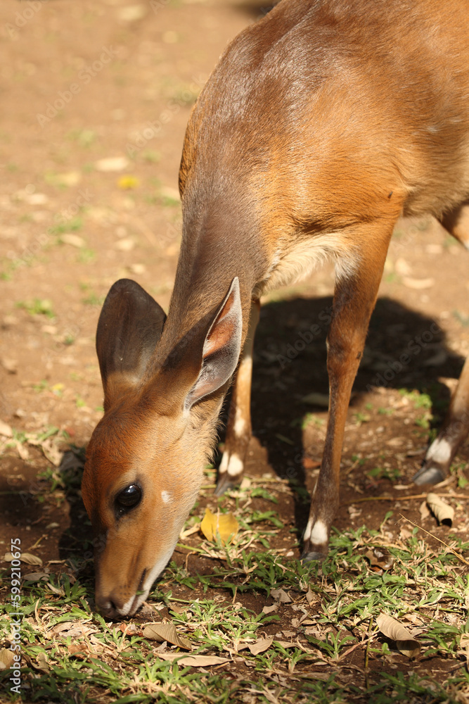 Obraz premium Buschbock / Bushbuck / Tregelaphus scriptus.
