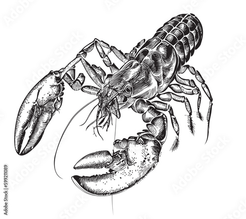 Lobster hand drawn sketch in doodle style illustration