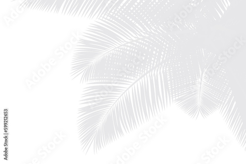 Abstract background of palm leaves or coconut leaves on top. Natural pattern, gray shadow. Copy area. For advertisements, business cards, brochures and white backgrounds.