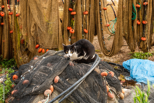 Canvas Print A cat on the nets of the Pointe Courte district, in Sète, on a calm morning, in