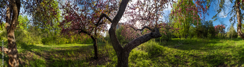 Pink cherry blooming tree in green sunny spring garden with sunset sun shining through branches. Wide panorama