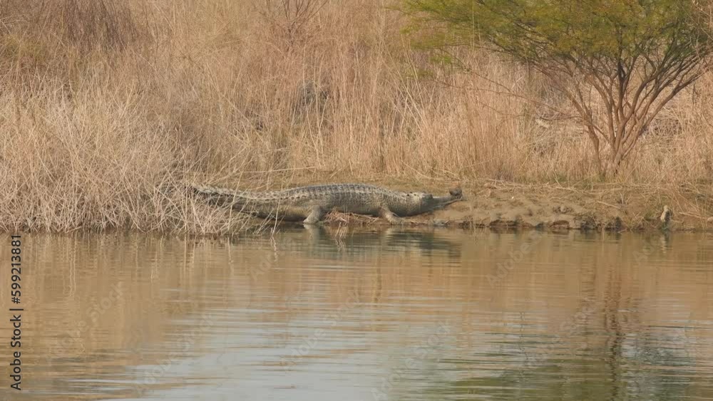 Gharial or Gavialis gangeticus full shot in natural scenic habitat basking in sun in cold winters ramganga river shore at dhikala zone of jim corbett national park or forest reserve uttarakhand india Gharial or Gavialis gangeticus full shot in natural scenic habitat basking in sun in cold winters ramganga river shore at dhikala zone of jim corbett national park or forest reserve uttarakhand india