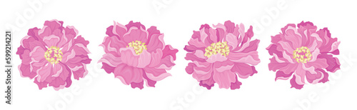 Pink Peony Flower Bud with Lush Petals Vector Set