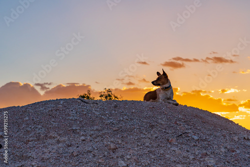 A watch dog sitting on a mullock heap in front of a sunset sky photo