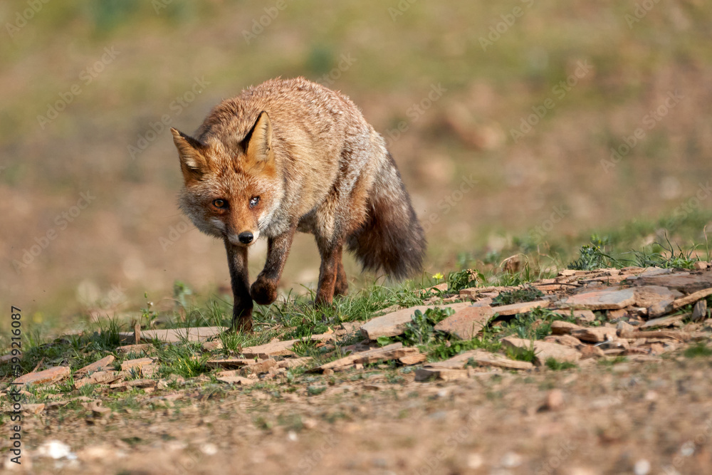 Obraz premium Beautiful portrait of a common fox with a damaged eye walking through the forest looking for food in the natural park of Sierra de Andujar, in Andalusia, Spain