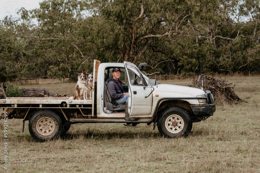 Farmer and working dogs sitting in ute in the paddock. Farmer and working dogs sitting in ute in the paddock.