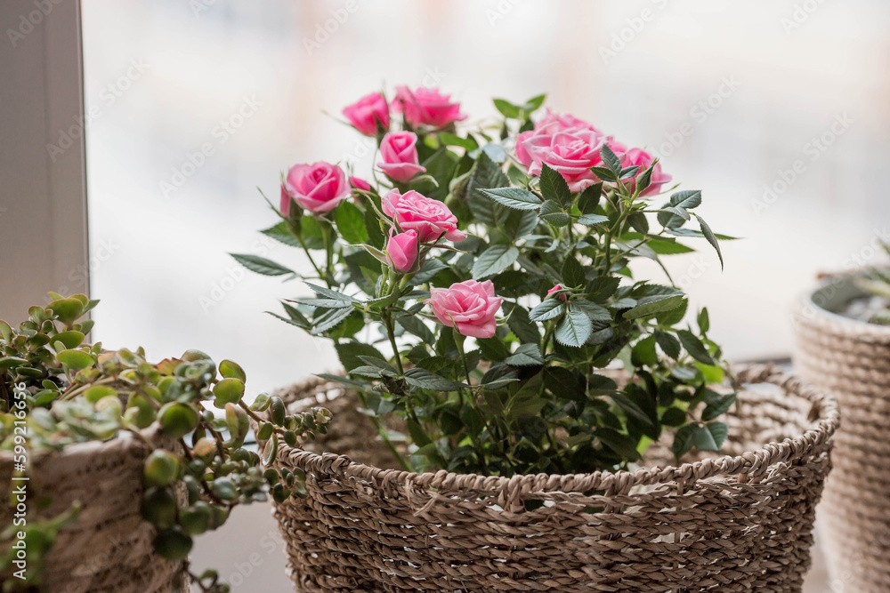 Care of home plants at home. Homemade flowers. Roses on the window in stylish wicker baskets. Growing plants.