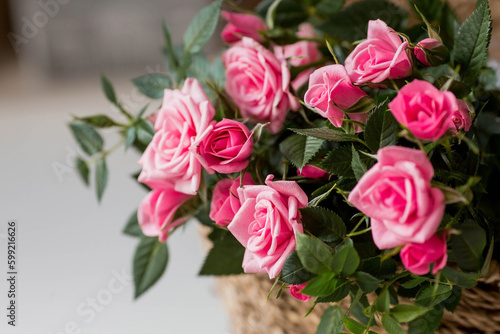 Care of home plants at home. Homemade flowers. Roses on the window in stylish wicker baskets. Growing plants. © Юлия Клюева
