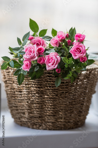 Care of home plants at home. Homemade flowers. Roses on the window in stylish wicker baskets. Growing plants.