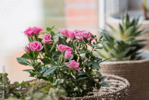 Wallpaper Mural Care of home plants at home. Homemade flowers. Roses on the window in stylish wicker baskets. Growing plants. Torontodigital.ca