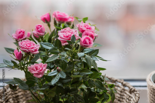 Care of home plants at home. Homemade flowers. Roses on the window in stylish wicker baskets. Growing plants.