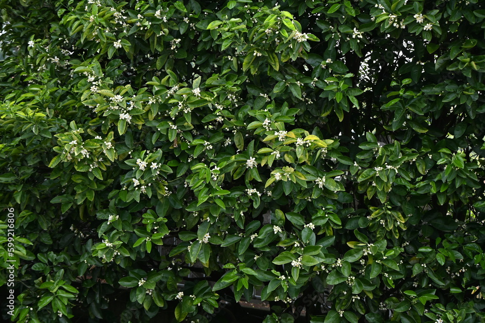 Mandarin orange flowers. Rutaceae evergreen fruit shrub. White flowers bloom in May. Mandarin orange flowers. Rutaceae evergreen fruit shrub. White flowers bloom in May.