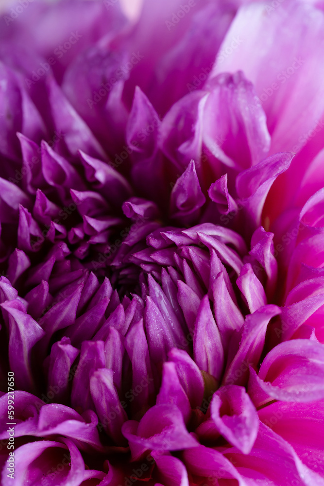 Close up of flower dahlia petals  nature background