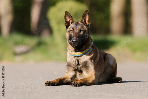 Belgian malinois dog with a yellow collar sits in a field