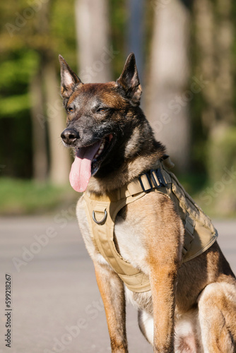 Malinois dog wearing a vest in a park. Police dog. Guard dog. Dog collar.